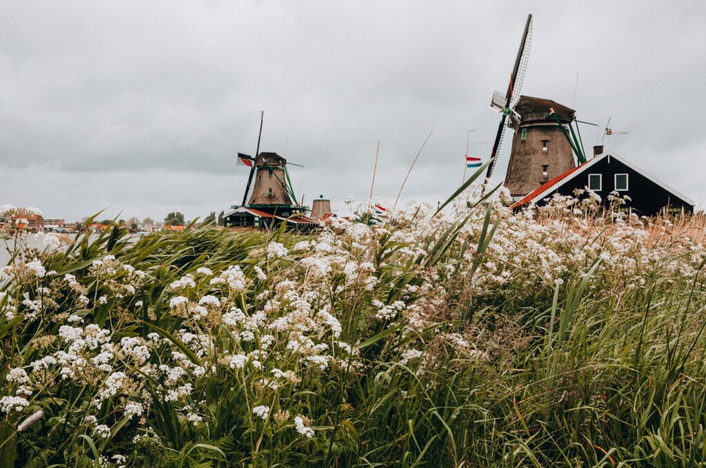 Beautiful view of iconic Dutch windmills and flowering plants by a riverside under a cloudy sky.